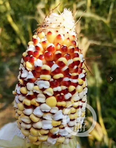 ˫֮Ƭ